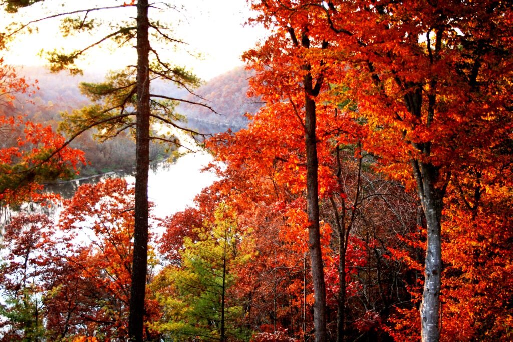 autumn on front deck